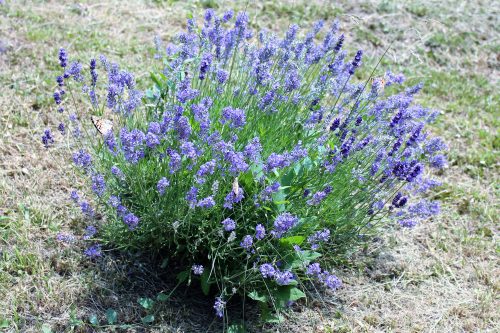 Levendula - Lavandula angustifolia