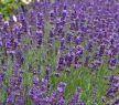 Levendula - Lavandula angustifolia K1,5