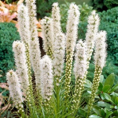 Füzéres díszcsorba - Liatris spicata 'Floristan Weiss'