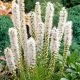Füzéres díszcsorba - Liatris spicata 'Floristan Weiss'