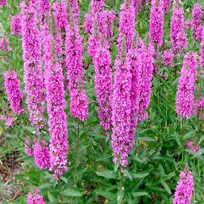 Réti füzény - Lythrum salicaria 'Robin'