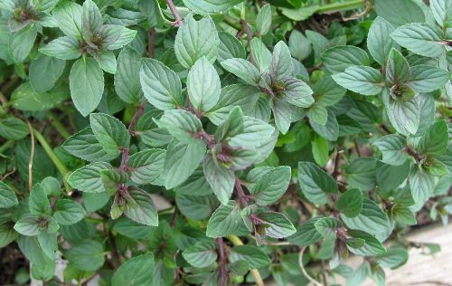 Borsmenta - Mentha piperita 'Chocolate'