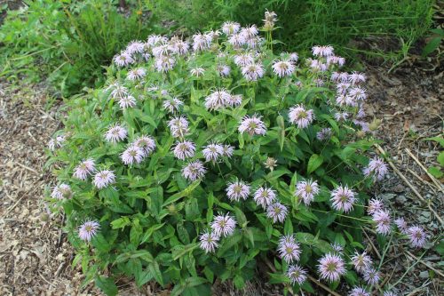 Méhbalzsam - Monarda bradburiana