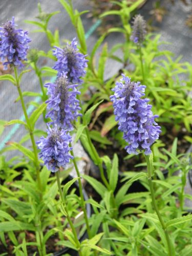 Macskamenta - Nepeta nervosa 'Blue Moon'