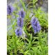 Macskamenta - Nepeta nervosa 'Blue Moon'