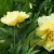 Bazsarózsa - Paeonia Itoh Bartzella