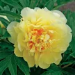 Bazsarózsa - Paeonia Itoh Bartzella