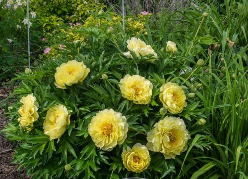 Bazsarózsa - Paeonia Itoh Bartzella