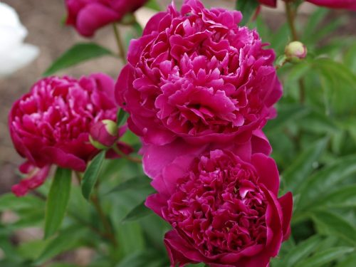 Lágyszárú bazsarózsa - Paeonia lactiflora 'Kansas'