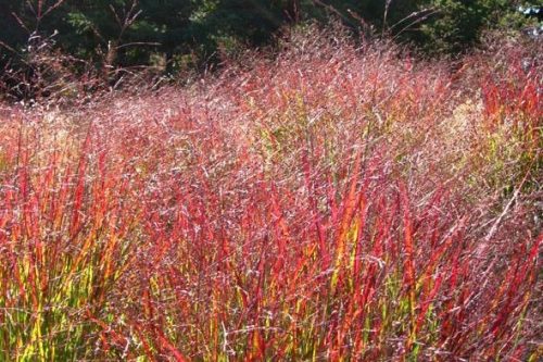 Vesszős köles - Panicum virgatum 'Rehbraun'