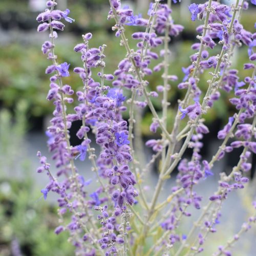 Sudárzsálya - Perovskia atriplicifolia 'Blue Steel'