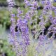 Sudárzsálya - Perovskia atriplicifolia 'Blue Steel'