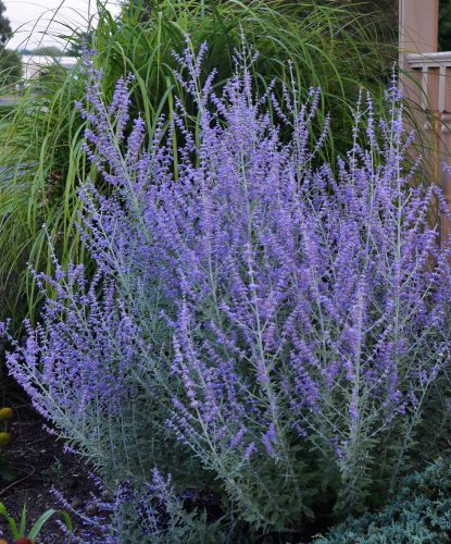 Sudárzsálya - Perovskia atriplicifolia 'Blue Steel'