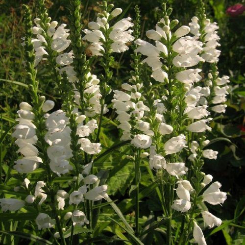 Füzérajak - Physostegia virginiana 'Crystal Peak White'