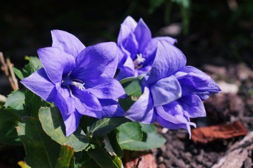 Léggömbvirág - Platycodon grandiflorus 'Astra Blue'