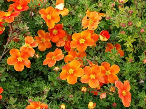 Narancssárga virágú pimpó - Potentilla fruticosa 'Orang'issima'®