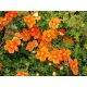 Narancssárga virágú pimpó - Potentilla fruticosa 'Orang'issima'®