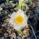 Nyugati kökörcsin - Pulsatilla vulgaris 'Pinwheel White'