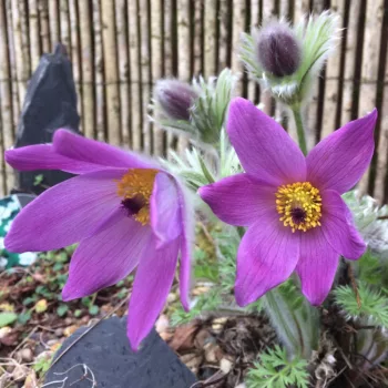   Tavaszi kökörcsin - Pulsatilla vulgaris 'Pinwheel Blue Violet Shades'