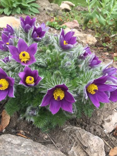 Tavaszi kökörcsin - Pulsatilla vulgaris 'Pinwheel Blue Violet Shades'