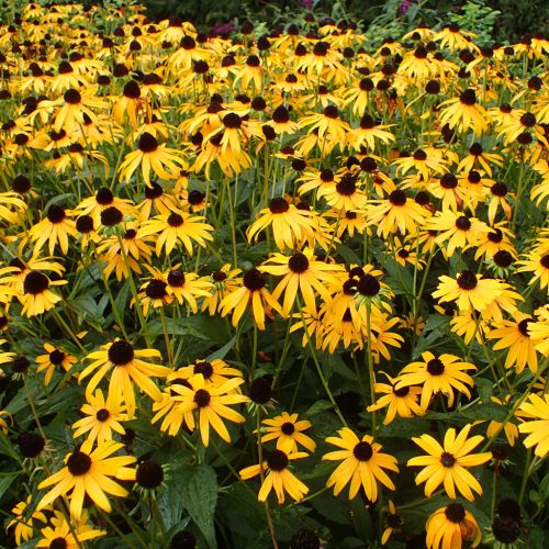 Sárga pompás kúpvirág - Rudbeckia fulgida 'Goldsturm'