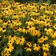 Sárga pompás kúpvirág - Rudbeckia fulgida 'Goldsturm'
