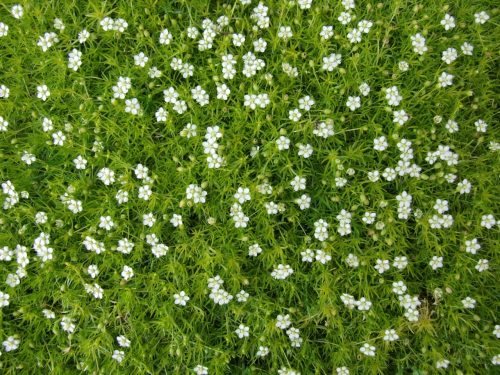 Szálkás zöldhúr - Sagina subulata 'Aurea'