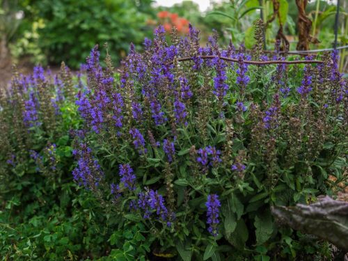 Ligeti zsálya - Salvia nemorosa 'Blue'