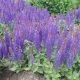 Ligeti zsálya - Salvia nemorosa 'Blue'