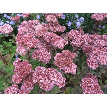 Varjúháj - Sedum 'Matrona'