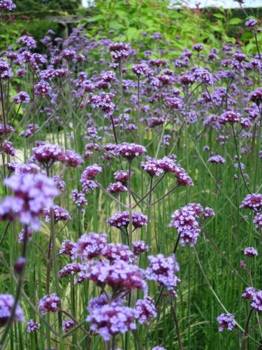 Ernyős verbéna - Verbena bonariensis 