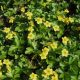 Erdei berkipimpó - Waldsteinia geoides