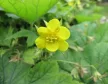 Erdei berkipimpó - Waldsteinia geoides