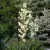 Kerti pálmaliliom - Yucca filamentosa