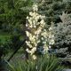 Kerti pálmaliliom - Yucca filamentosa