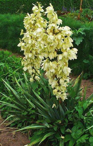 Kerti pálmaliliom - Yucca filamentosa