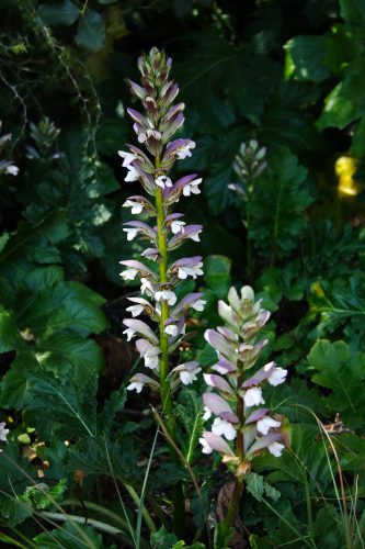 Medveköröm - Acanthus mollis