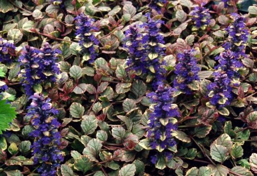 Indás ínfű - Ajuga reptans 'Burgundy Glow'