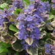 Indás ínfű - Ajuga reptans 'Burgundy Glow'