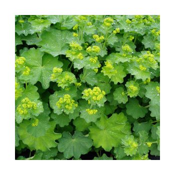   Lágyszőrű palástfű - Alchemilla mollis 'Auslese'
