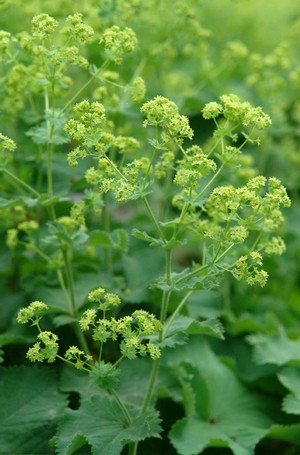 Lágyszőrű palástfű - Alchemilla mollis 'Auslese'