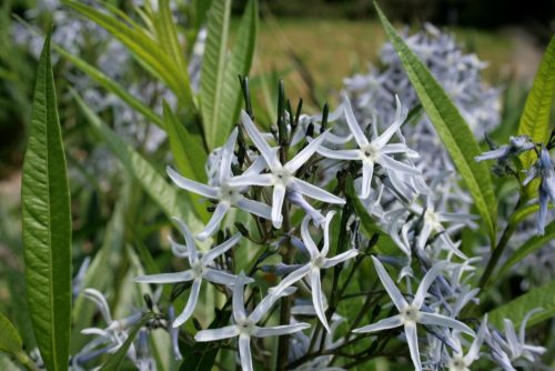 Széleslevelű csillagmeténg - Amsonia tabernaemontana