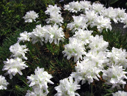 Pázsitszegfű - Armeria maritima 'Armada White'