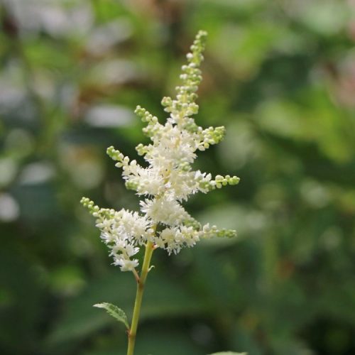 Kerti tollbuga (fehér) - Astilbe 'Astary White'