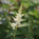 Kerti tollbuga (fehér) - Astilbe 'Astary White'