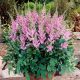 Kínai tollbuga - Astilbe chinensis 'Pumila'