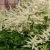 Japán tollbuga - Astilbe japonica 'Washington'