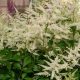 Japán tollbuga - Astilbe japonica 'Washington'