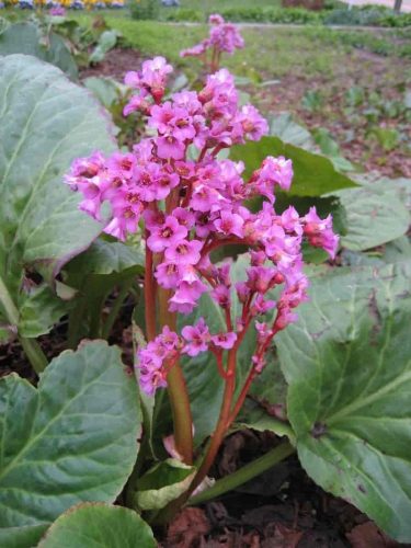 Szívlevelű bőrlevél - Bergenia cordifolia 'Rotblum'