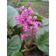 Szívlevelű bőrlevél - Bergenia cordifolia 'Rotblum'